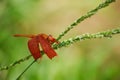 Neurothemis fluctuans, red dragonfly