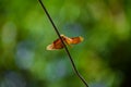 Neurothemis fulvia, is a species of dragonfly found in Asia. It is a medium-sized rusty dragonfly with transparent wing tips