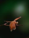 Neurothemis ramburii Royalty Free Stock Photo