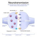 Synapse Structure. Neurotransmitter, synaptic vesicles and synaptic cleft