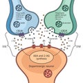 Neurotransmitter interactions diagram science