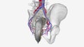 Neurovasculature, Internal iliac vessels