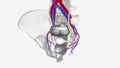 Neurovasculature, Internal iliac vessels