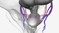 Neurovasculature, Superior vesical vessels