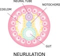 Neurulation. the process of neurulation . Human embryonic development. Vector illustration