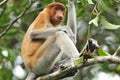 Neusaap, Proboscis monkey, Nasalis larvatus Royalty Free Stock Photo