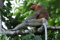 Neusaap, Proboscis monkey, Nasalis larvatus