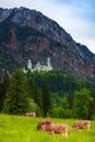 Neuschwanstein castle and cows Royalty Free Stock Photo