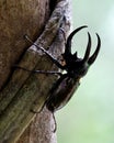 Neushoornkever, Three-horned Rhinoceros Beetle, Chalcosoma moellenkampi Royalty Free Stock Photo