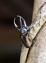 Neushoornkever, Three-horned Rhinoceros Beetle, Chalcosoma moellenkampi Royalty Free Stock Photo