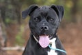 Happy Pitbull Boxer mix breed dog with panting tongue Royalty Free Stock Photo