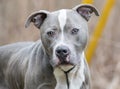 Neutered male blue and white American Pitbull Terrier Royalty Free Stock Photo