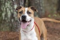 Happy Boxer American Bulldog mix breed dog panting tongue and wagging tail