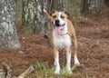 Happy Boxer American Bulldog mix breed dog panting tongue and wagging tail