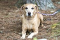 Neutered male tan Dachshund and Beagle mix breed dog Royalty Free Stock Photo