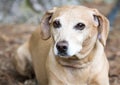 Neutered male tan Dachshund and Beagle mix breed dog Royalty Free Stock Photo