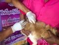 Dogs and cats in World Rabies Day,Surgical sterilization of dogs, cats Rabies vaccin