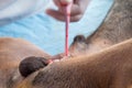 Neutering dogs in World Rabies Day