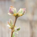 Neutral background of swollen lilac buds in a sunny day.