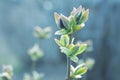 Neutral background of swollen lilac buds in a sunny day.