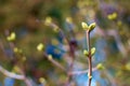 Neutral background of swollen lilac buds in a sunny day. One spring green first sprout. Blue toned Royalty Free Stock Photo