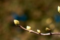 Neutral background of swollen lilac buds in a sunny day. One spring green first sprout. Blue toned Royalty Free Stock Photo