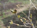 Neutral background of swollen lilac buds in a sunny day. One spring green first sprout Royalty Free Stock Photo