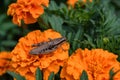 Neutralises grasshopper sitting on a orange flower of the Marigold. Young grey grasshopper and flower closeup. Royalty Free Stock Photo