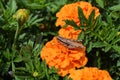 Neutralises grasshopper sitting on a orange flower of the Marigold. Young grey grasshopper and flower closeup. Royalty Free Stock Photo