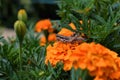 Neutralises grasshopper sitting on a orange flower of the Marigold. Young grey grasshopper and flower closeup. Royalty Free Stock Photo