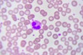 Neutrophil cell