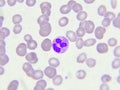 Neutrophil cell