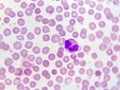 Neutrophil cell