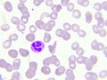 Neutrophil cell