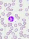 Neutrophil cell