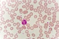 Neutrophil cell