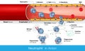 Neutrophil circulation in blood vessel during Infection process and diapedesis and infiltration into the tissue to kill microbe