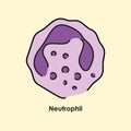 Neutrophil color icon. White blood cells in the blood vessels.