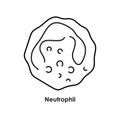 Neutrophil color icon. White blood cells in the blood vessels.