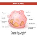 Neutrophil granulocytes Royalty Free Stock Photo