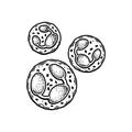 Neutrophil Leukocyte white blood cells isolated on white background. Hand drawn scientific microbiology vector illustration in