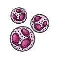 Neutrophil Leukocyte white blood cells isolated on white background. Hand drawn scientific microbiology vector illustration in