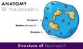 Neutrophil ultra structure with labelling in white background