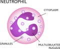 Neutrophil, variety of white blood cells. Consist of Multilobulated nucleus, Cytoplasm, Granules
