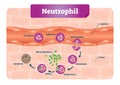 Neutrophil vector illustration. Educational scheme with labeled capillary, circulation, adherence, deformability, and phagocytosis