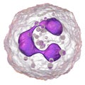 Neutrophil, a white blood cell