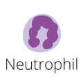 Neutrophil, a white blood cell, illustration