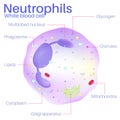 Neutrophils are white blood cells.