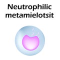 Neutrophils structure. Blood cell neutrophils. Metamyelocytes. White blood cells. leukocytes. Infographics. Vector