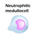 Neutrophils structure. Blood cell neutrophils. Medullocell. White blood cells. leukocytes. Infographics. Vector